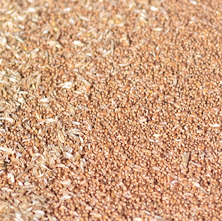 Реализуем: Пшеница мягкая